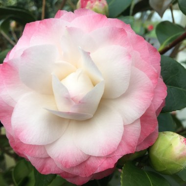 Camellia Nuccio’s Pearl